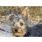 Samu, Yorkshire-Terrier Mix Welpen - Rüde