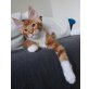 Samuel , Maine Coon - Kater