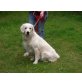 Samy, Golden Retriever - Rüde
