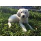 Samy, Goldendoodle Welpen - Rüde