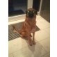 Samy, Mali und Hirtenhund - Rüde