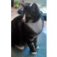Samy, Mischling - Kater