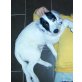 Samy, münsterländer langhaar- münsterländer kurzhaa - Rüde