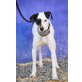 Sancha, Ratonero Bodeguero Andaluz  - Hündin