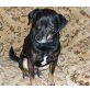 Sancho, Chihahuahua Mix sucht Körbchen - Rüde