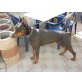 Sancho, Dobermann - Rüde