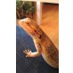 Sandfire Bartagame - männlich