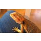 Sandfire Bartagame - männlich