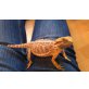 Sandfire Bartagame - weiblich