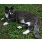 Sandokan, Sindbad, Maine Coon - Kater