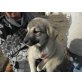 Sandra, Jagdhund-Mix - Hündin