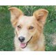 Sandra - Pflegestelle Österreich, Collie-Mix - Hündin