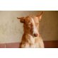 Sandra, Podenco Andaluz - Hündin