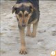 Sandra, Schäferhund Mischling - Hündin