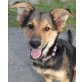 Sandra, Schäferhund-Mix Welpen - Hündin