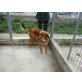 Sandra sucht zuhause oder Pflegestelle, Sennenhund-Mix - Hündin