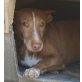 Sandrino, Podenco Andaluz - Rüde