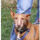Sandrino, Podenco Andaluz - Rüde