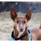 Sandrino, Podenco Andaluz - Rüde