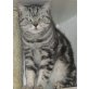 Sandro, Britisch Kurzhaarkatze - Kater