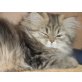 Sandro, Perser - Kater