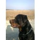 Sandro, Rottweiler - Rüde
