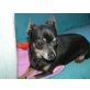 Sandy, Chihuahua kurzhaariger Schlag - Hündin