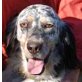 Sandy, English Setter - Hündin