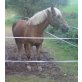 Sandy, Haflinger - Stute