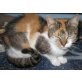 Sandy, Hauskatze - Katze