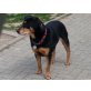 Sandy, Hovawart -Rottweiler - Hündin