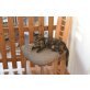Sandy, Mischling - Katze