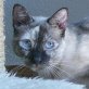 Sandy, Siam-Mix - Katze