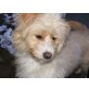 Sandy, Terrier-Mix - Hündin