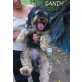 Sandy, Wuschelmix, ca 1 Jahr - Rüde