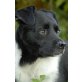 Sanfter Merlin will dich verzaubern!, Parson-Russel-Mix - Rüde