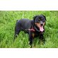 Sanka - Rotweiler , Rottweiler - Rüde