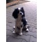 Sanny, Cavalier King Charles Spaniel Welpen - Hündin