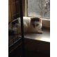 Sanny, Sanny, 3 jahre jung, eine sehr traurige Dame - Katze