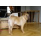 Sanny, Shar Pei - Rüde