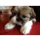 Sanny, Shih Tzu Welpen - Hündin