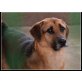 Sanson, Lieber Schäferhund-Mix-seine letzte Chance!!! - Rüde
