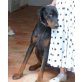 Sanson in Holland sucht DRINGEND eine..., Dobermann Mix - Rüde