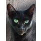 Sanson, mit den wundervollen Augen sucht ein Zuhause - Kater