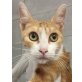 Santa, bewirbt sich als neues Familienmitglied - Katze