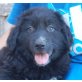 Santi (Santiago), Schäferhund Border Collie Mix Welpen - Rüde
