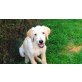 Santo, Labradoodle - Rüde