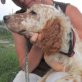 Santos, Engl. Setter - Rüde
