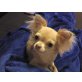 Saphira, Chihuahua langhaariger Schlag - Hündin
