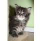Saphira, Maine Coon - Katze